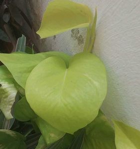 Golden Pothos - Easy Indoor Plant