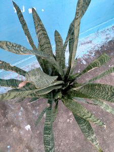 Snake Plant