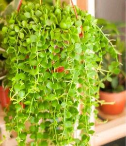 combo of 3 plants