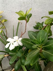 White Flower Sadabahar Plant