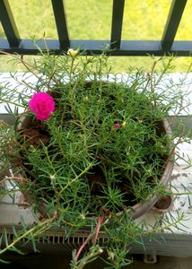 Everyday Flowering With Pot