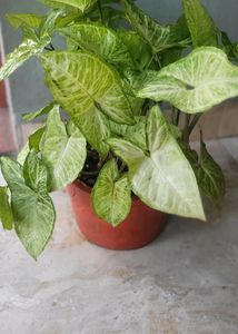 Syngonium Podophyllum Arrowhead Love The Nature