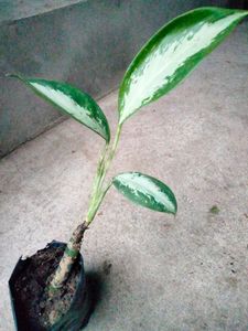 4 Snygonuims N 1 Aglonema Combo