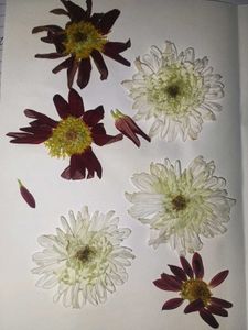 Dried Flowers For Crafting