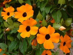 Susan Vine Plant's Available