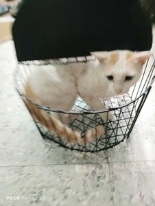 Vintage Bird Cage - Sturdy &amp; Unique