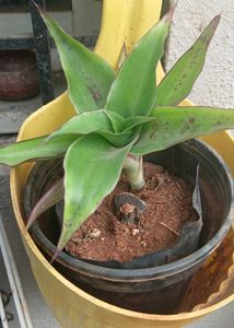 Basket plant