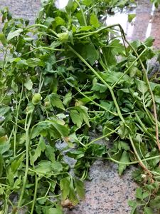 Balloon Vine Spinach Seeds