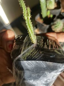 Small Barrel Cactus