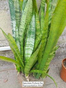 Sansevieria Trifasciata Zeylanica (Spotted)
