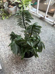 Different Plant Types