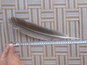 Real Eagle Feather 🪶