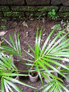 Areca Palm with Plastic Pot 1