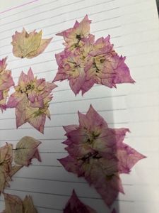 dry flowers pink