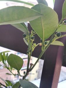 Mini Japanese Orange 🍊 Plant Komquta