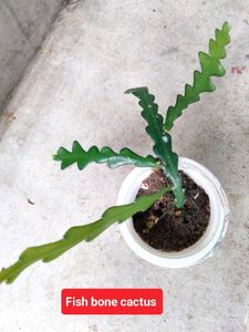 Banana N Fishbone Cactus Combo