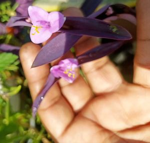 Beautiful Purple Plants