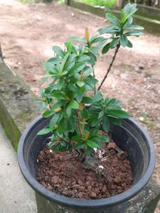 Red Ixora (West Indian jasmine plant)