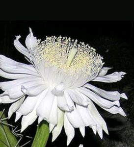 Fairy Castle Cactus