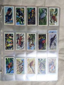 Cigrette Cards Pack Of 50