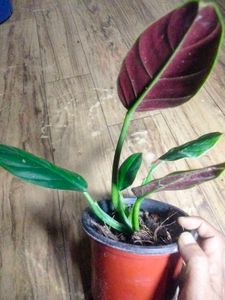 Posted For Buyer