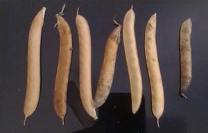 Best Quality Aparajit Flowers Seed