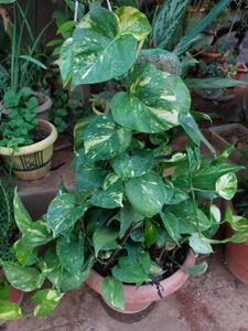 5 Combo Plants