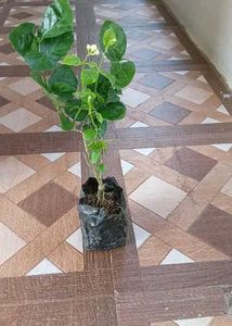 Plant&#39;s Combo