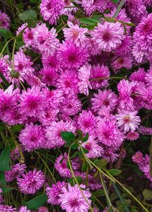 Chrysanthemum Plants 3