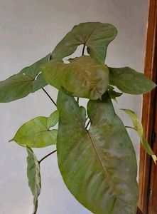 Set 2 Neverneve Andarrowhead vine Plants
