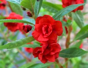 Balsam Flower Seeds Red ♥️
