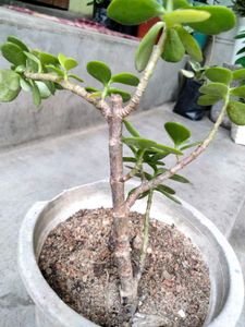 2 different Leaves Shape Ficus N 1 Jade Plants .