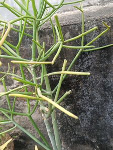 Home Medicine Plant