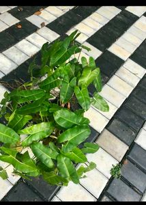 Mix Air Purifying Plants Combo