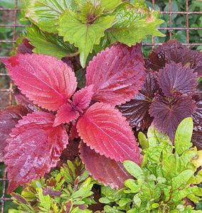 Krushnkamal plant And Coleos cutting