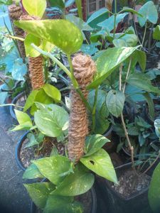 Plant For Sale
