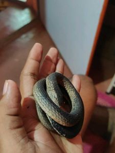 rubber 🐍 snake
