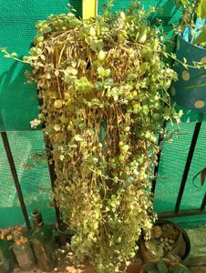 Entangled hearts 20 Cuttings- Hanging Plant