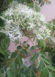 Curry Leaves (Meetha Neem) Seeds