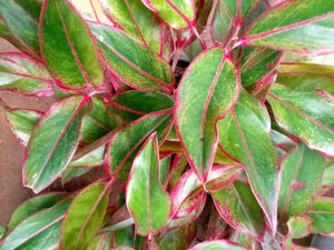 Aglonema Red