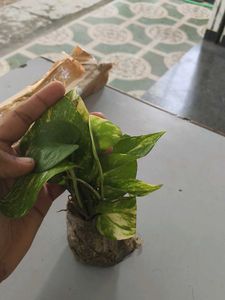 Money 🌱plants💯 Pure quality