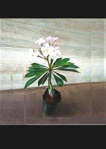 4 Rooted Plant