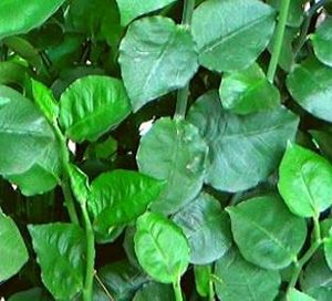 Stems Of Naagdon,Modern Plants Live Naagdon/Nagdon Medicinal Plant