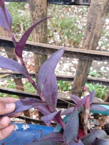 flowering plants combo