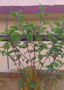 Tulsi Plant Rooted Small 20rs