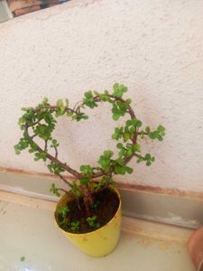 Butterfly Plant With Jhade plan Same Image