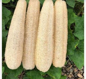 Natural Loofah