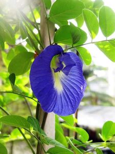 Blue Pea Flower Plant Seeds 40-50