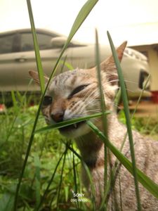 Sony Cybershot Camera