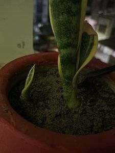 Baby Snake Plant